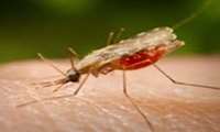  25 آوریل (پنجم اردیبهشت) روز جهانی مالاریا گرامی باد.